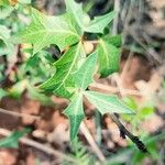 Mahonia trifoliolata Hoja