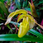 Phragmipedium longifoliumफूल