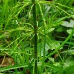 Equisetum pratense برگ