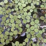 Salvinia minima List