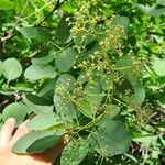 Cotinus obovatus Folha