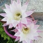 Echinopsis oxygonaKvět