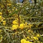 Acacia pycnantha Λουλούδι