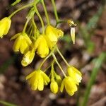 Rorippa pyrenaica Flower