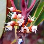 Pycnandra carinocostata Flower