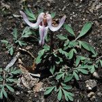 Dicentra uniflora Habitat