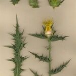 Carthamus arborescens Otro