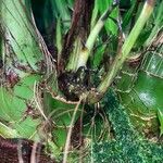 Calanthe tankervilleae Bark