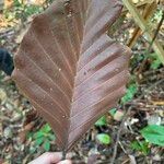 Dipterocarpus sublamellatus Leaf