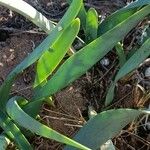 Pancratium canariense Lapas