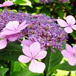 Hydrangea serrata Кветка