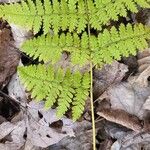 Dryopteris intermedia Hoja