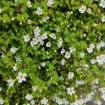 Bacopa repens Blüte