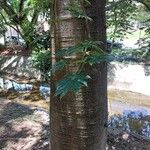 Jacaratia spinosa Bark