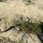 Limonium bellidifolium Hoja