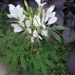 Cleome hassleriana 花