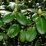 Rhododendron aureum Flower