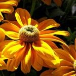 Rudbeckia hirta Flower