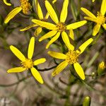 Senecio spartioides Цветок