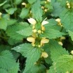 Lamium galeobdolonFrunză