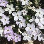Phlox diffusa Květ