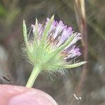 Lomelosia stellata Fula