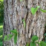 Toxicodendron radicans Blad