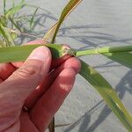 Phragmites karka Leaf