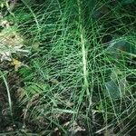 Equisetum telmateia 葉