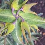 Euphorbia lathyris Outro