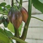 Solanum betaceum Fruit