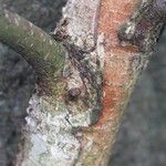 Betula pubescens പുറംതൊലി