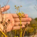 Foeniculum vulgareLeaf