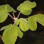 Amphipterygium simplicifolium Liść