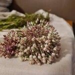 Allium polyanthum Λουλούδι