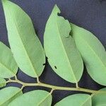 Securidaca diversifolia 其他