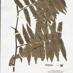 Cyathea cyatheoides Folla
