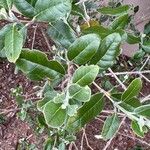 Feijoa sellowianaHoja