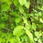 Cornus sanguinea 叶