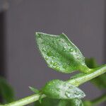 Scaevola plumieri Leaf