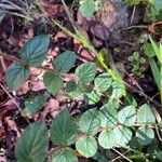Cuphea ericoides Hoja