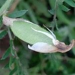 Vicia lutea Frucht