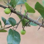 Flacourtia indica Blatt