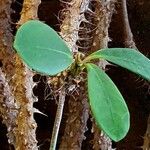 Euphorbia delphinensis Feuille