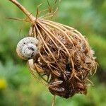 Daucus carota Fruit