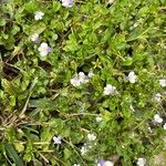 Mazus pumilus Flower