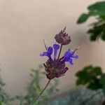 Salvia dorrii Flors