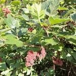 Rhus aromatica 果