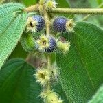 Miconia dependens Fruit