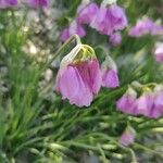 Allium narcissiflorum Flor